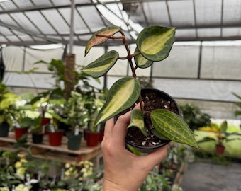Hoya Latifolia “pot of gold”  *exact plant US SELLER*