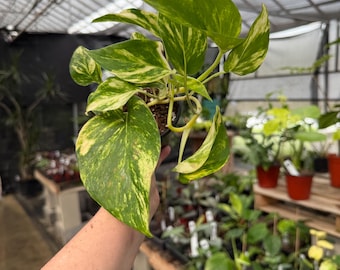 Churchill gold pothos