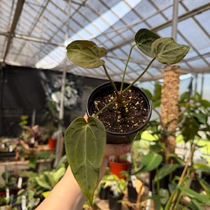 Philodendron King of Spades - Etsy
