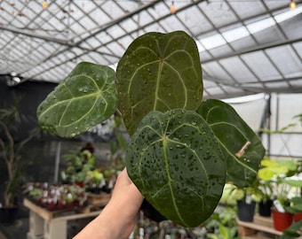 Anthurium forgetii hybrid  *exact plant US SELLER*