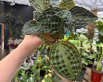 Geogenanthus poeppigii “seersucker plant”  *exact plant US SELLER*