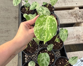 Monstera bulbasaur *growers choice plant US SELLER*