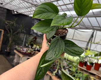Monstera Pinnatipartita “Black Onyx”