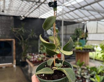 Hoya Thomsonii pink  *exact plant US SELLER*
