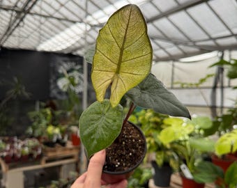 Alocasia Yucatan princess mint  *exact plant US SELLER*