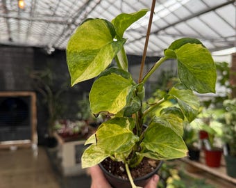 Epipremnum Aureum Japanese Global  *exact plant US SELLER*