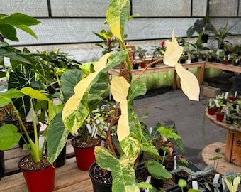 Philodendron florida beauty x Paraiso verde  *exact plant US SELLER*