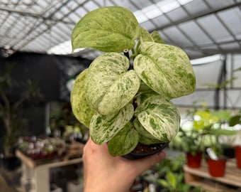 Scindapsus peasun
