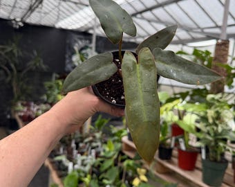 Philodendron atabapoense  *exact plant US SELLER*