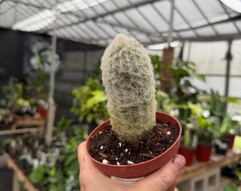 Old man cactus  *exact plant US SELLER*