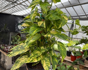 Epipremnum pinnatum yellow flame totem  *exact plant US SELLER*