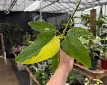 Philodendron domesticum  *exact plant US SELLER*