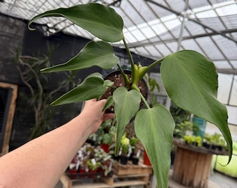 Monstera burle marx flame  *exact plant US SELLER*