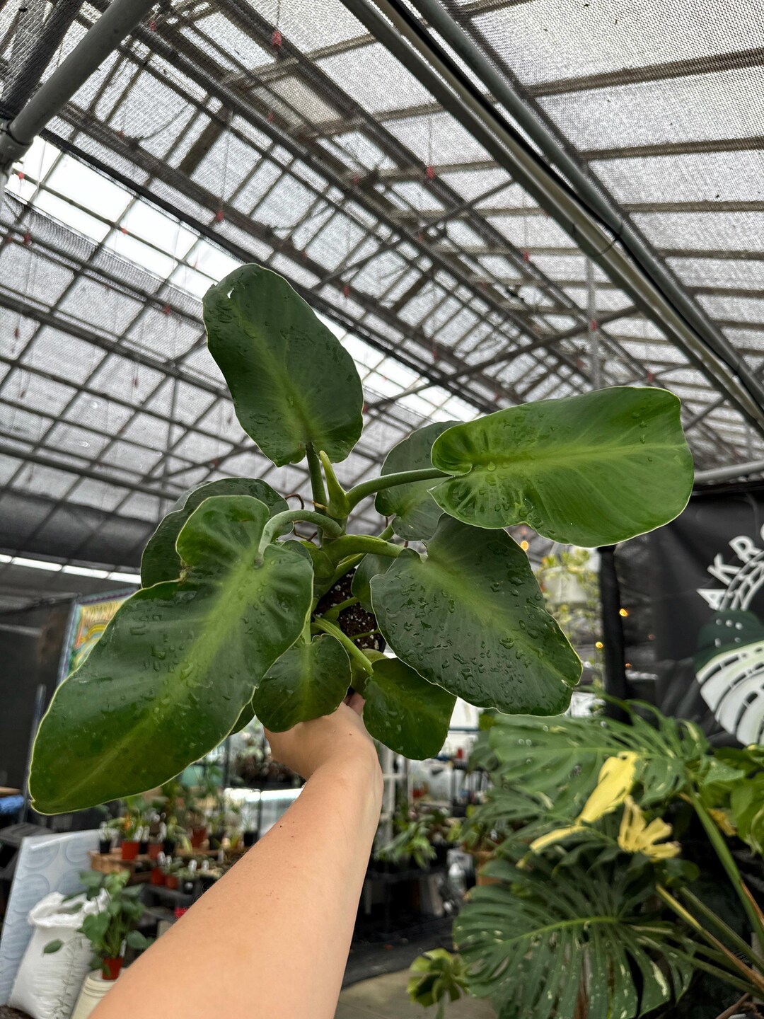 Philo Rugosum Philodendron Rugosum Aberrant - Etsy