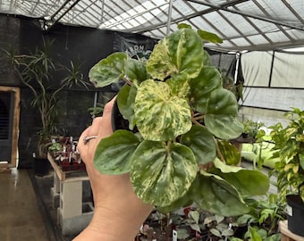 Peperomia caperata pink lady  *exact plant US SELLER*