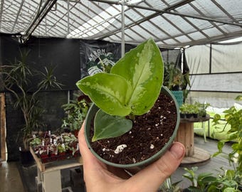 Aglaonema pictum sport  *exact plant US SELLER*