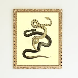 Physical Wall Art, Living Room Wall Art Print, Boho Art Print, Snake Wall Decor, Modern Art Mid Century Art Gallery Wall, Snake Art | 001
