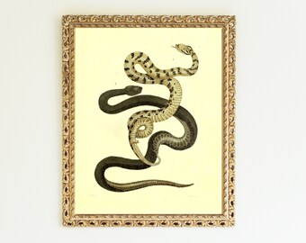 Physical Wall Art, Living Room Wall Art Print, Boho Art Print, Snake Wall Decor, Modern Art Mid Century Art Gallery Wall, Snake Art | 001
