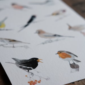 Póster "Gartenvögel" Kunstdruck, pájaros, acuarela, Aquarell, jardín, Vögel, Garten, naturaleza, Natur
