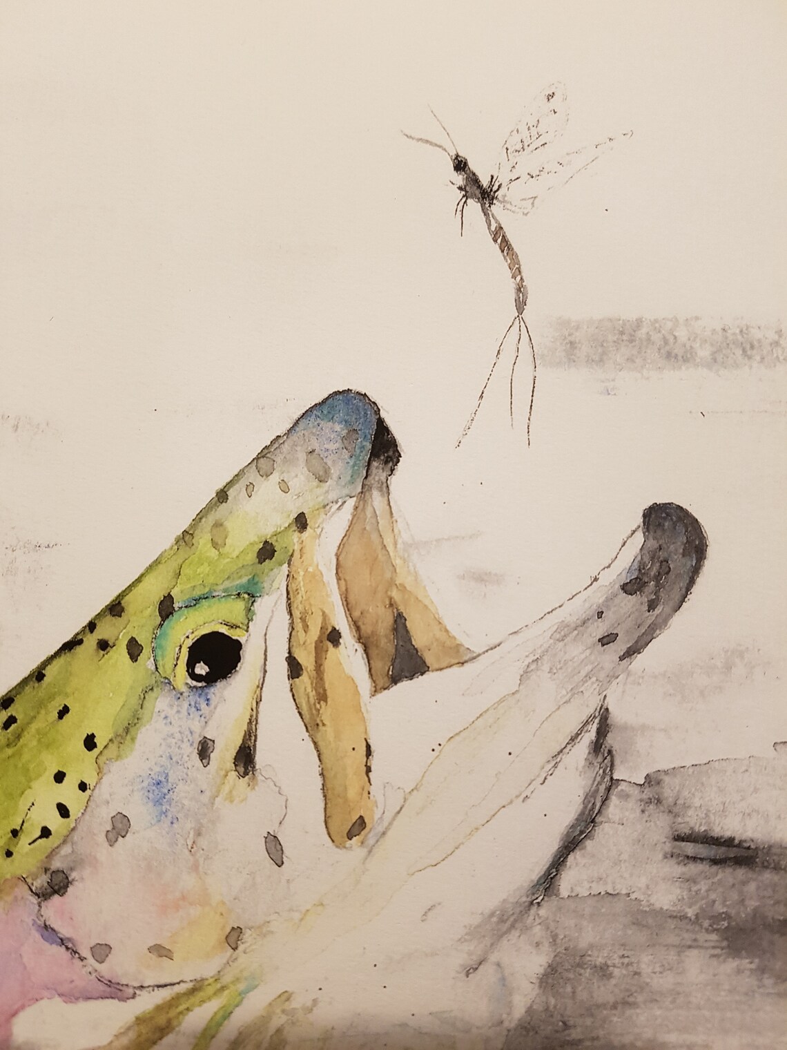 Feeding Trout Watercolor Mayfly Hatch Brown Trout Feeding Etsy