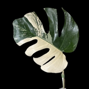 Variegated Monstera Albo Rooted 1 Leaf l US Seller