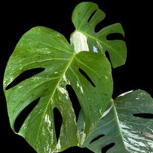 Variegated Monstera Albo Full Rooted Plant L 2 3 Leaves image 1