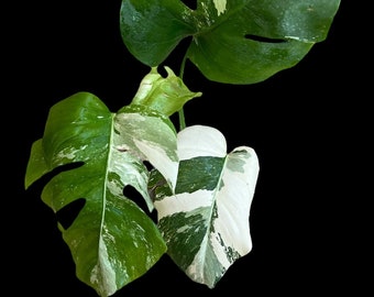 Variegated Monstera Albo Full Rooted Plant L #4 4 Leaves