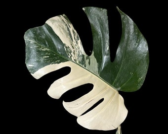 Variegated Monstera Albo Rooted 1 Leaf l US Seller
