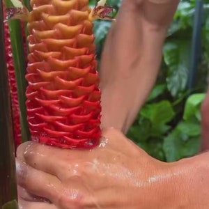 2 Count Awapuhi Wild Ginger Rhizomes Shampoo Live Plant, Zingiber Zerumbet Pinecone Bitter Ginger, Hawaiian Ginger Lily,Pinecone Red Ginger