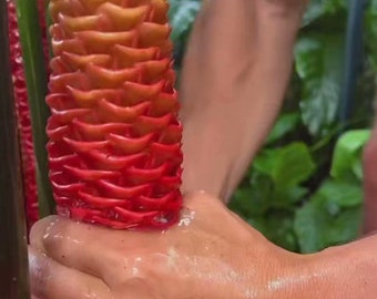 5  Awapuhi Shampoo Ginger Rhizomes Zingiber Zerumbet Pinecone Awapuhi Plant Bitter Ginger Red Pinecone