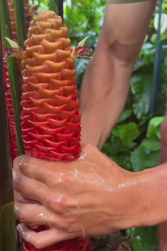 5  Awapuhi Shampoo Ginger Rhizomes Zingiber Zerumbet Pinecone Awapuhi Plant Bitter Ginger Red Pinecone