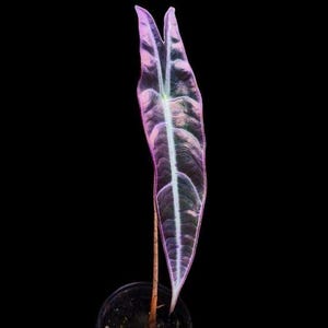 US Seller Alocasia Purple Longiloba Denudata Rare Plant
