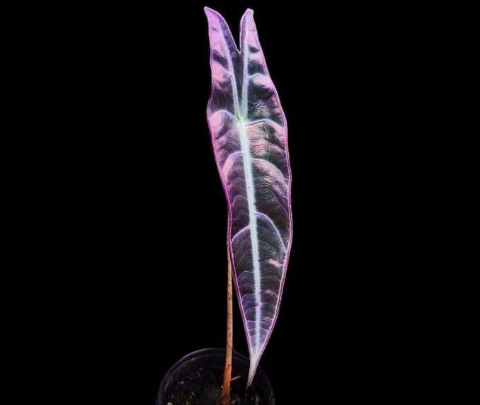 US Seller Alocasia Purple Longiloba Denudata Rare TC
