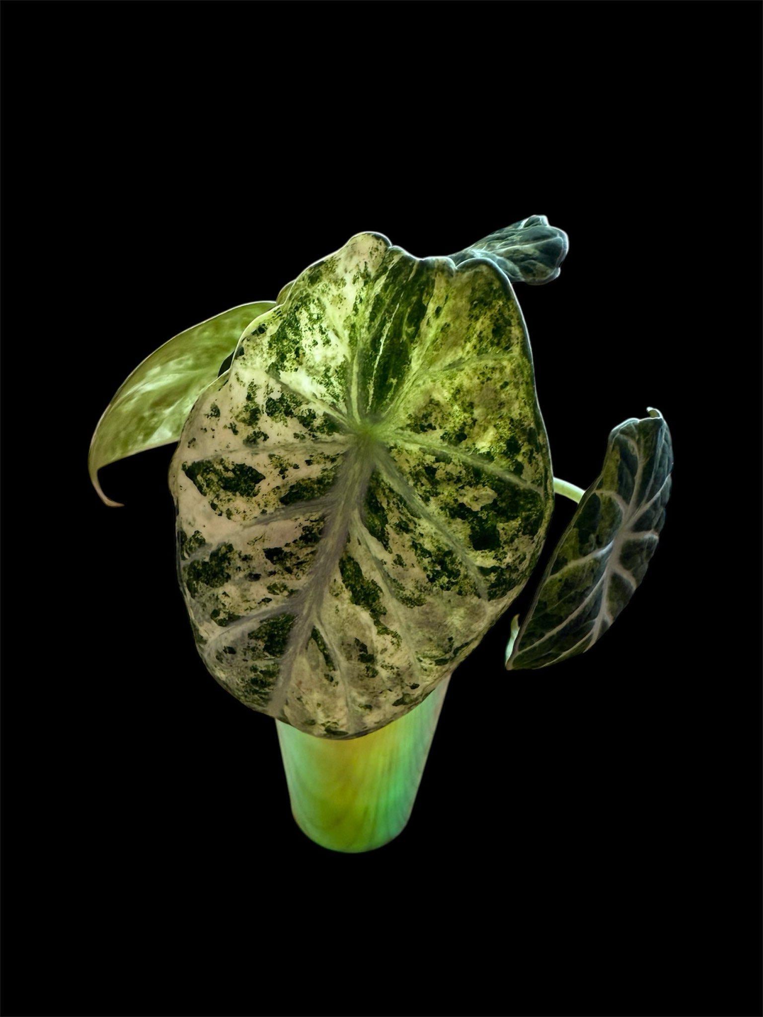 Alocasia Nobilis K - Etsy