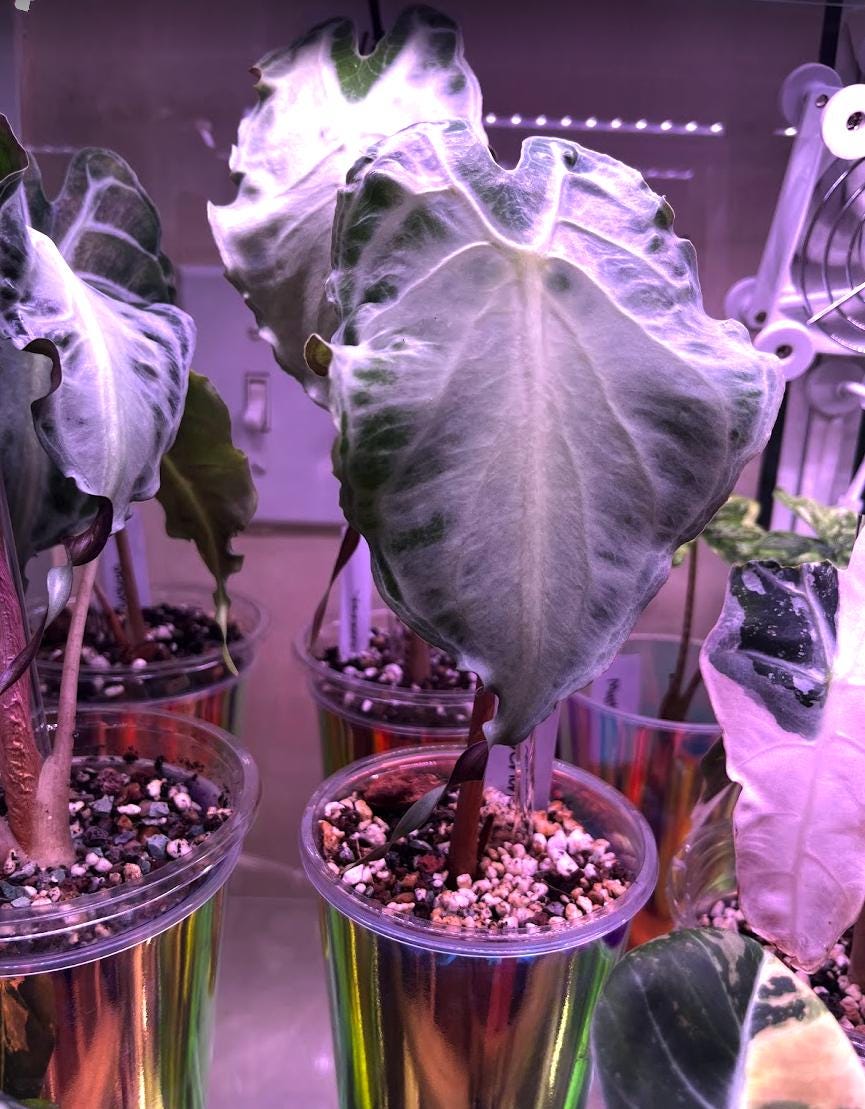 US Seller Alocasia Venom PUP - Etsy