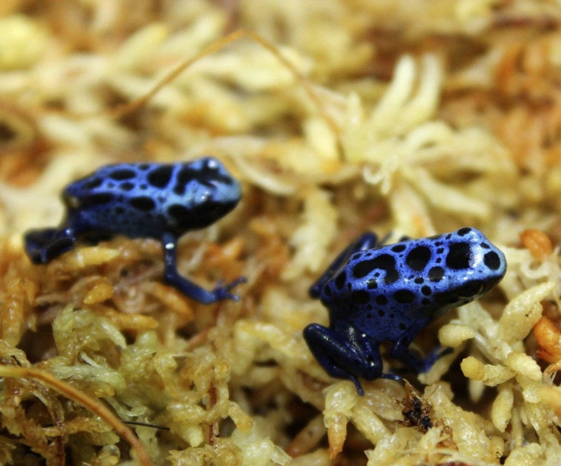 Besgrow Sphagnum Moss - Thumbnail 3