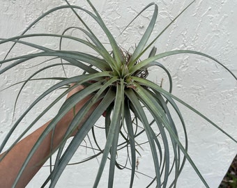 Air Plant Tillandsia