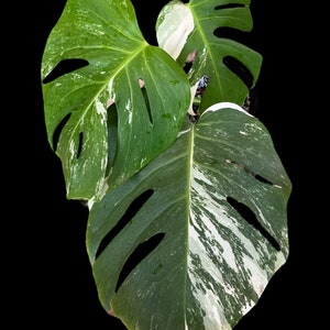 Variegated Monstera Albo Full Rooted Plant L 2 3 Leaves image 2