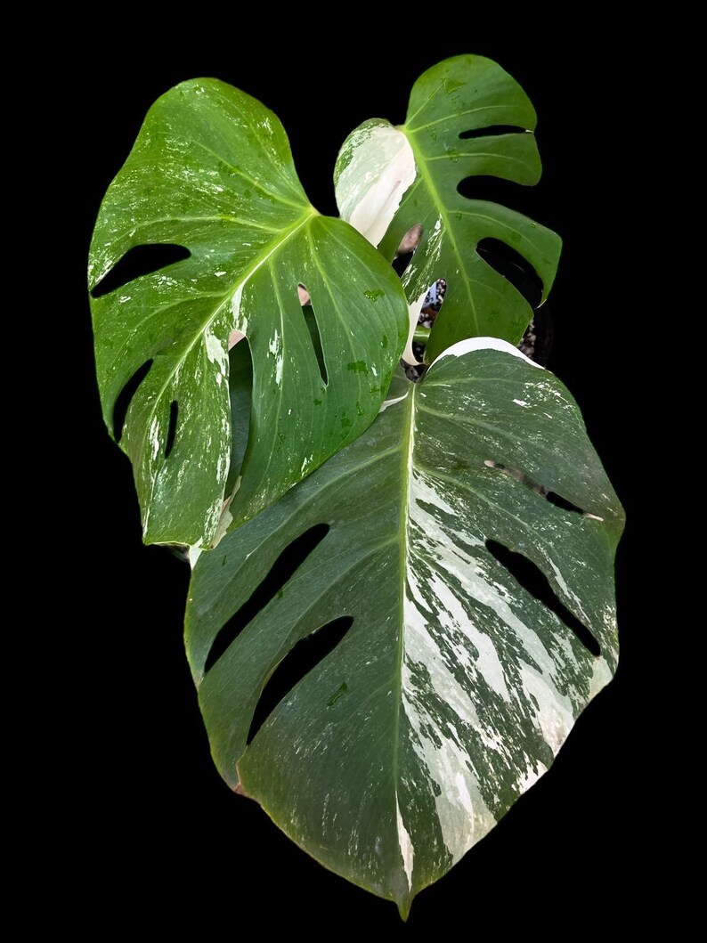 Variegated Monstera Albo Full Rooted Plant L 2 3 Leaves image 2