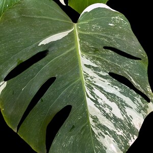 Variegated Monstera Albo Full Rooted Plant L 2 3 Leaves image 4