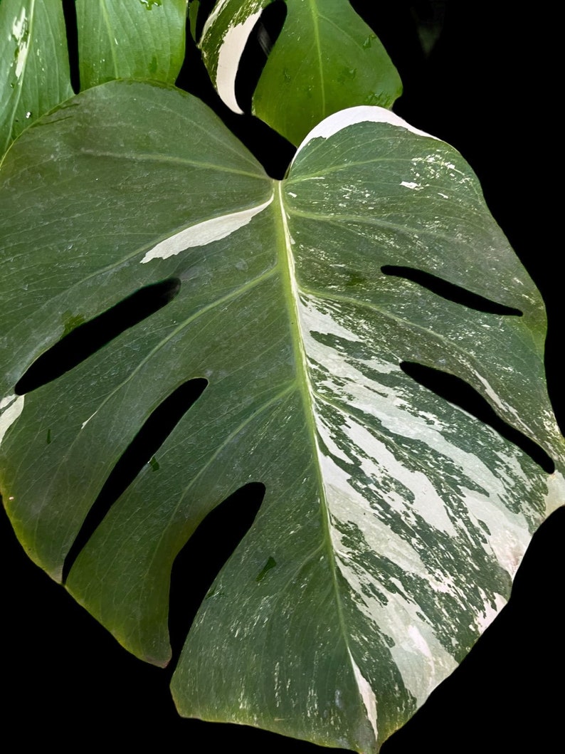 Variegated Monstera Albo Full Rooted Plant L 2 3 Leaves image 4