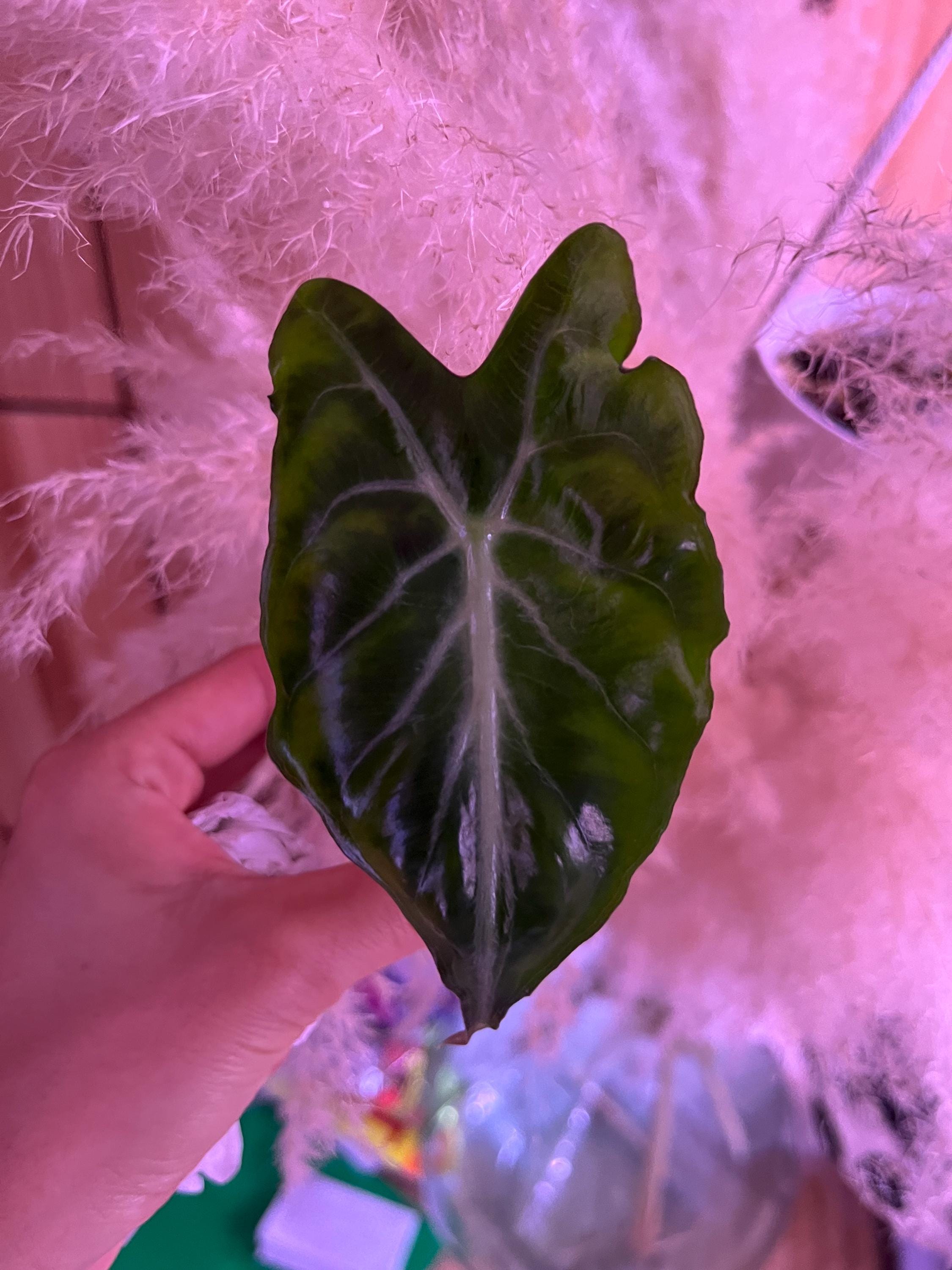 US Seller Alocasia Venom PUP - Etsy