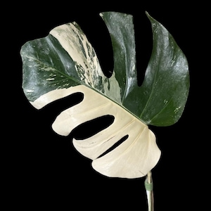 Variegated Monstera Albo Cutting 1-3 Leaf l US Seller