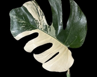 Variegated Monstera Albo Cutting 1-3 Leaf l US Seller