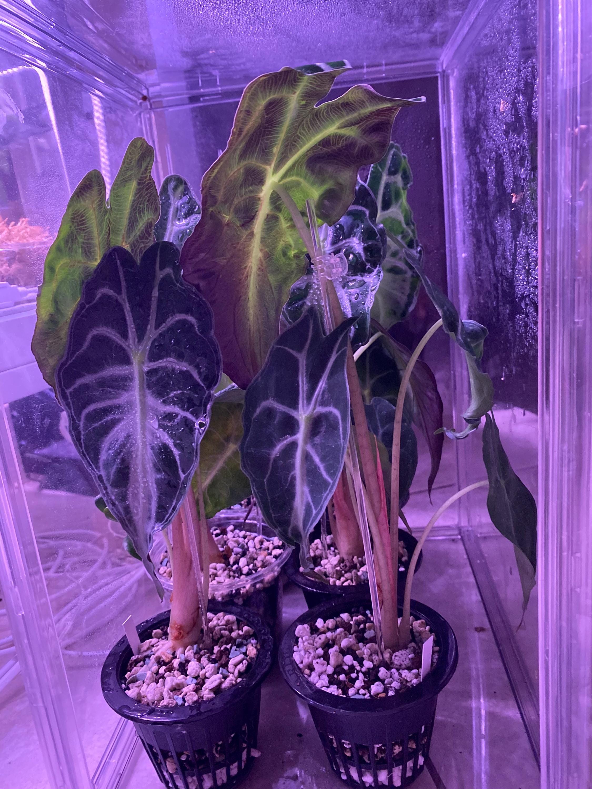 US Seller Alocasia Venom Jr Corming Size - Etsy