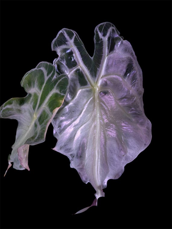US Seller Alocasia Venom Corm - Etsy Israel