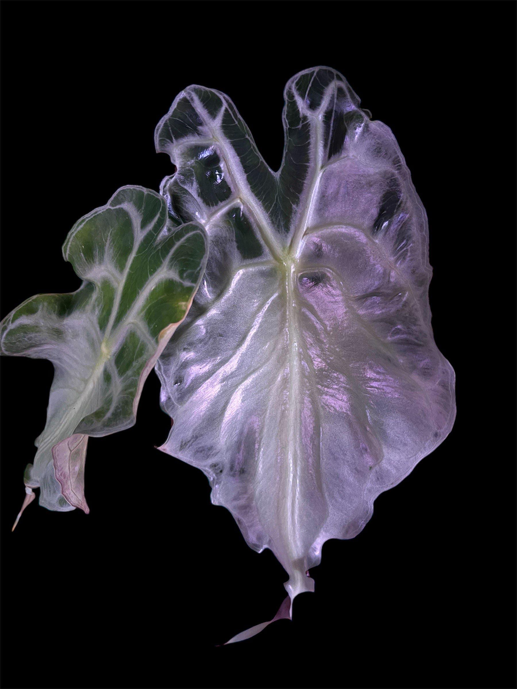US Seller Alocasia Venom PUP