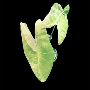 US Seller Alocasia Longiloba Albo Variegated Rare CORM