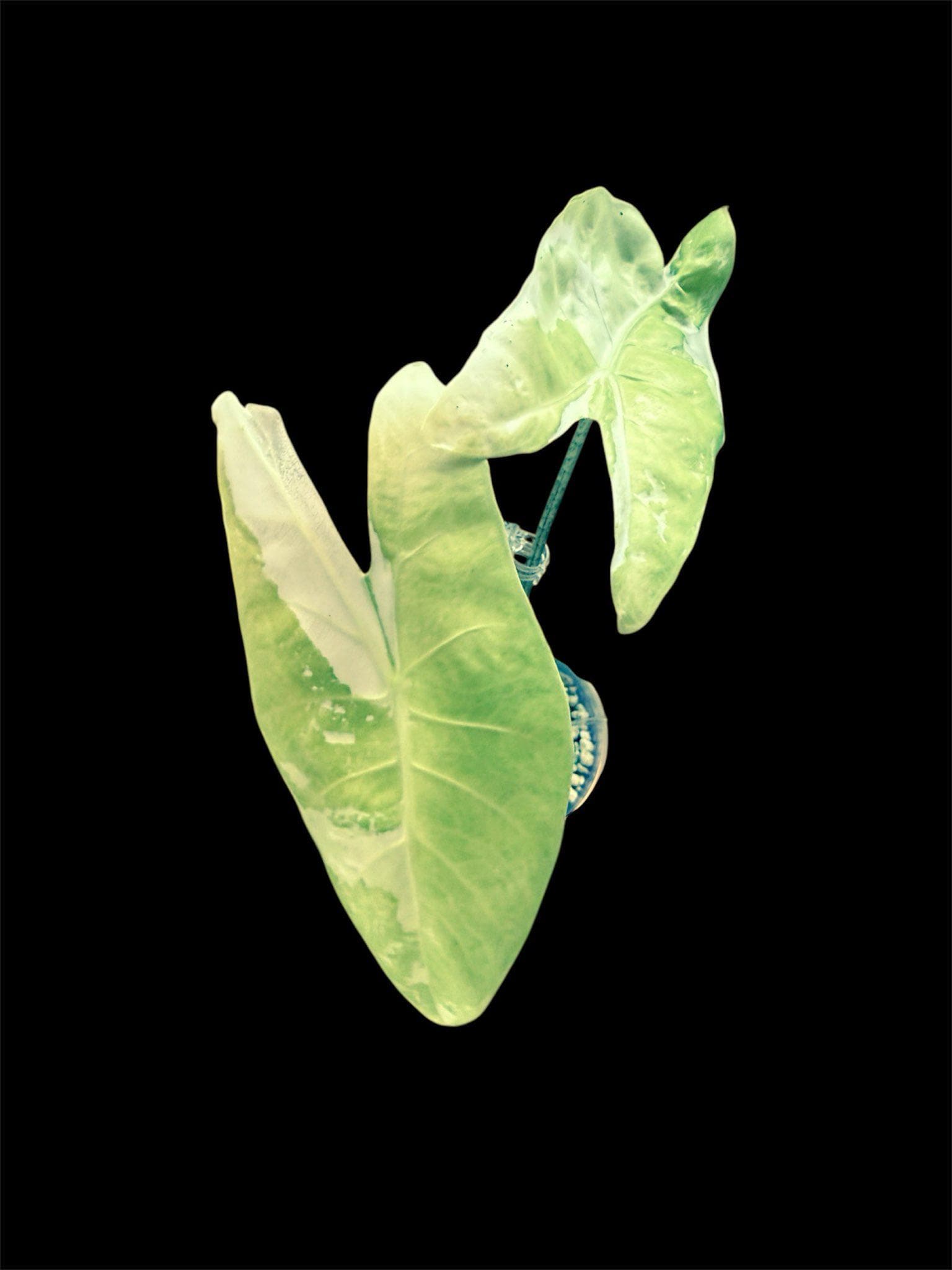 Alocasia Nobilis K - Etsy