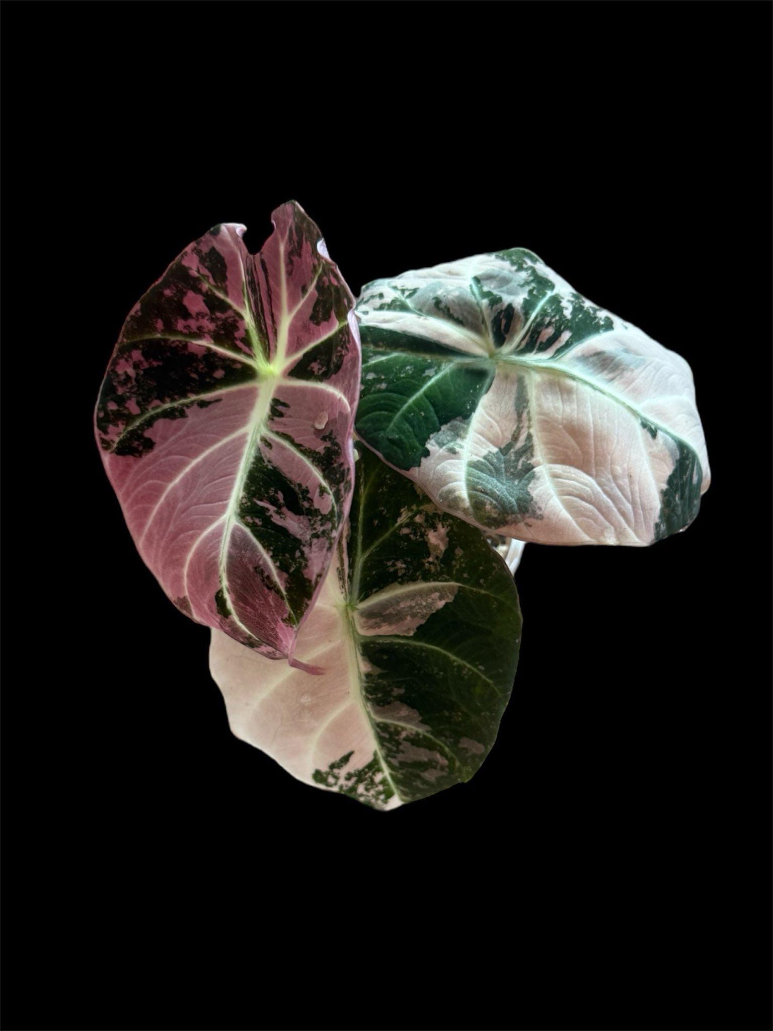 Alocasia Nobilis K - Etsy
